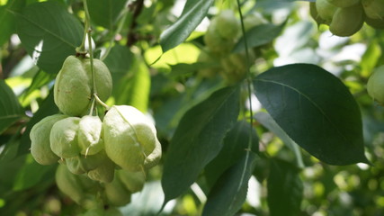 green bunches on a tree