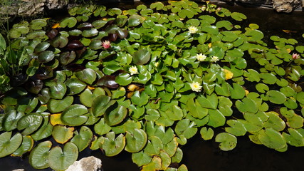 water lily in the pond
