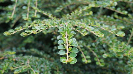 tree branches