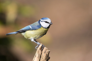 Splendido ritratto di una cinciarella (Cyanistes caeruleus)