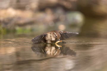 Scricciolo comune prende un verme nel fiume (Troglodytes troglodytes)