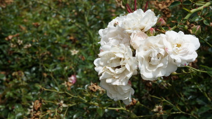 bouquet of white roses