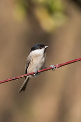 Ritratto di una cincia bigia (Poecile palustris)