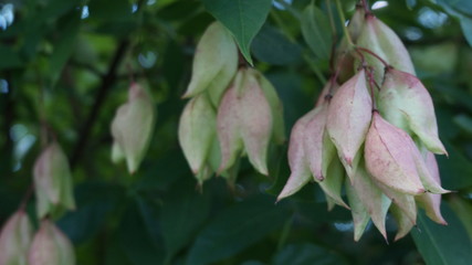 green bunches on a tree