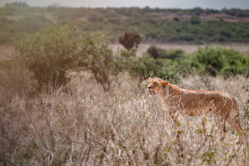 Naklejka na ściany i meble Female lion walking in Savannah field in Nairobi national park in middle of city. Grassland, Kenya.