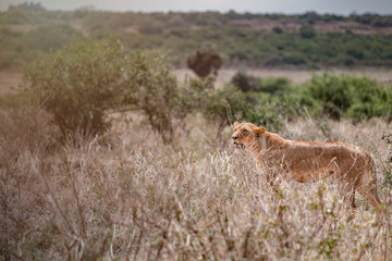 Female lion walking in Savannah field in Nairobi national park in middle of city. Grassland, Kenya.
