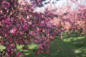 Obraz premium Peach in blossom, tree branches with pink flowers, springtime, sunny days