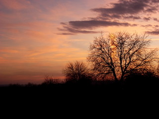 Fototapeta premium silhouette of trees at sunset