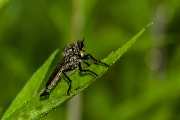 Insects