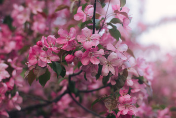 Peach in blossom, tree branches with pink flowers, springtime, sunny days