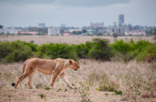 Female lion walking in Savannah field in Nairobi national park in middle of city. The city as a background. Grassland, Kenya.