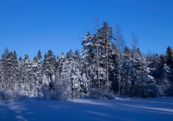 White pine forest in the winter.