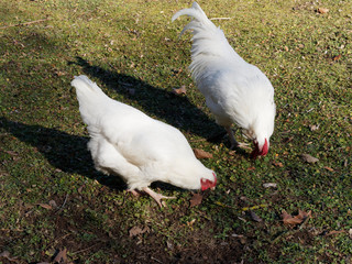 Gallus domesticus - Poule et coq suisses de la région d'Appenzell au plumage blanc picorant dans un jardin