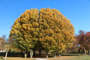 Autumnal tree in the park in sunny weather