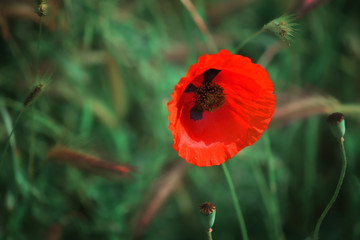 One red poppy in green grass.