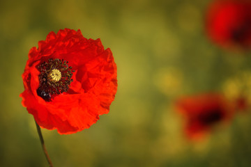 Naklejka premium Spring landscape of red poppy on a yellow rapeseed field.