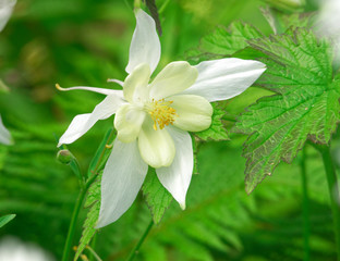 Obraz premium Beautiful and vibrantly colorful Flower Portraits and interesting and unusual gardens.