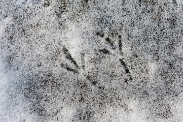 Bird tracks in the snow