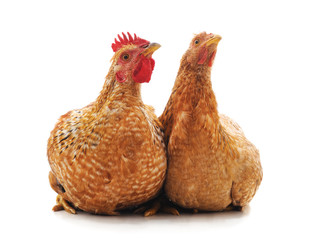 Two brown chickens.