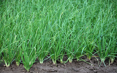 Young green onion grows in the open ground