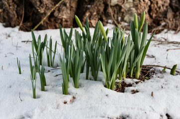Daffodil leaves emerging through snow in early spring
