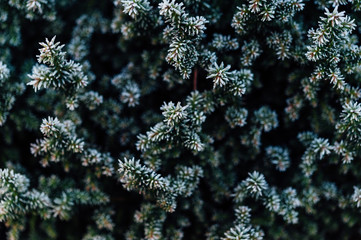 Fototapeta na wymiar Abstract background texture of close up of evergreen shrub