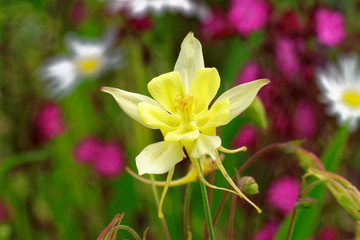 Fototapeta premium Beautiful and vibrantly colorful Flower Portraits and interesting and unusual gardens.