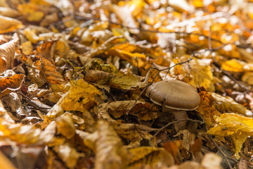 autumn yellow dry leaves with acorns 