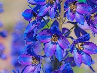 Blauer Rittersporn, Delphinium