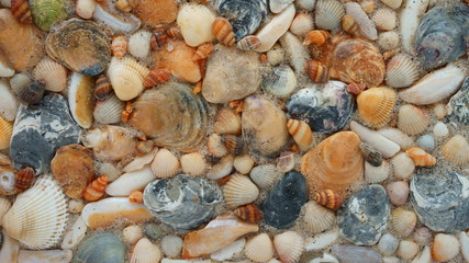 Seashells on the sand