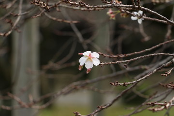 single cherryblossom on a branch