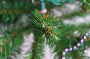 christmas tree branch close up