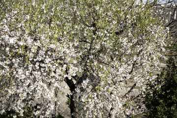 Flowers in the garden