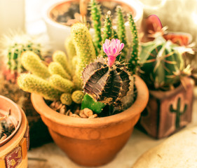 still-life with potted cactuses