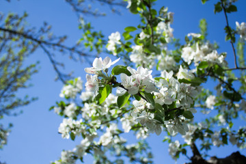 apple tree blossoming under blue sky