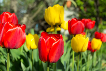 Fototapeta premium spring bloom of tulips