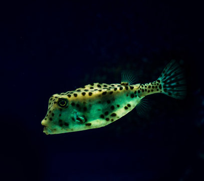 the Boxfish (Ostracion)