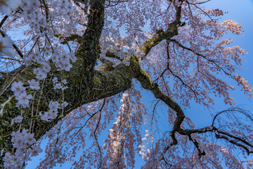 Cherry Blossoms in Spring