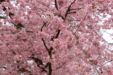 Cherryblossoms