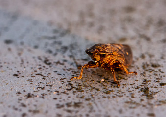 Bug