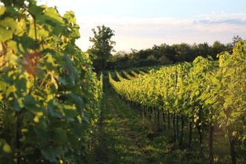 wine in a vineyard