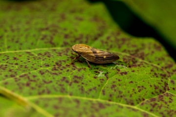 Bug