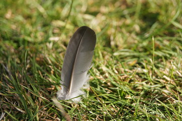bird feather against grass background