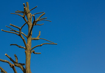 bare tree against blue sky