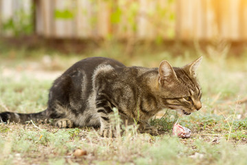 Fototapeta na wymiar cat eating food in nature, wild cat lives on the street