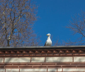 seagull on the roof and blue sky