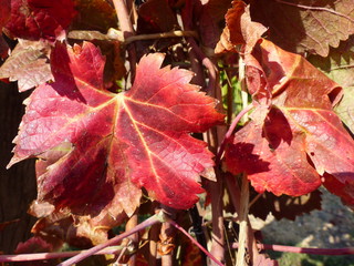 Rote Blätter am herbstlichen Weinstock