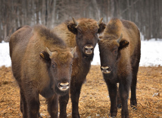 Fototapeta premium Wild European bison