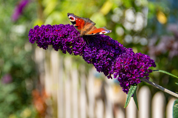 Close-up of a peacock butterfly feeding on a purple Buddleja davidii flower, on a sunny summer day. Blurred background. © Ania Zakrzewska