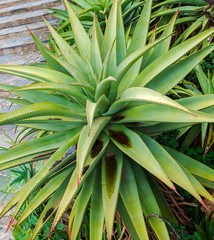 Fototapeta premium Aloe vera in South Africa.